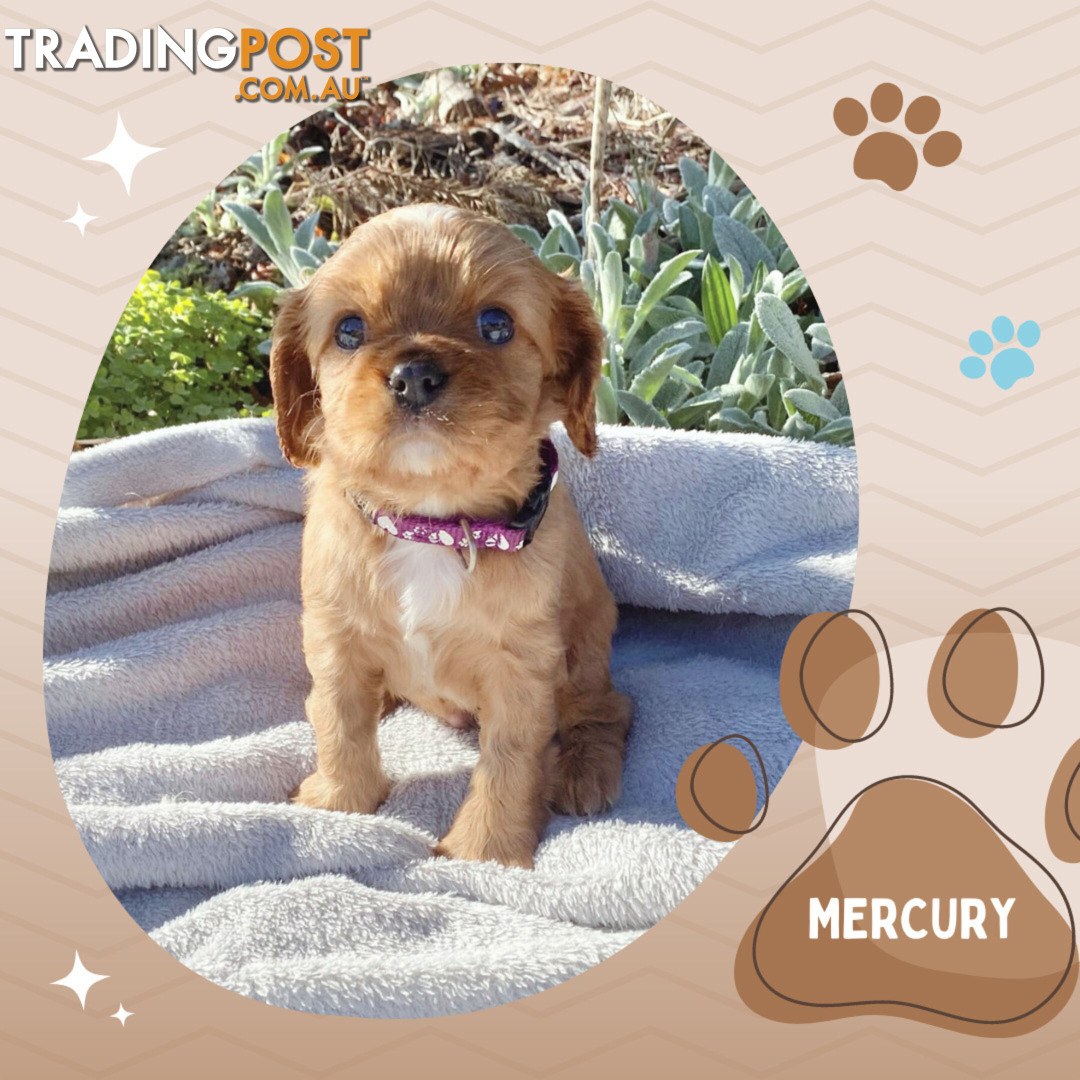 Beautiful Purebred Cavalier King Charles Spaniel Puppies. DNA Clear Location Mooroolbark Vic 3138