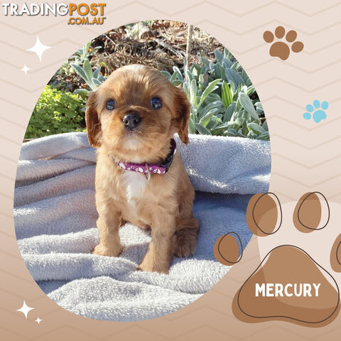 Beautiful Purebred Cavalier King Charles Spaniel Puppies. DNA Clear Location Mooroolbark Vic 3138