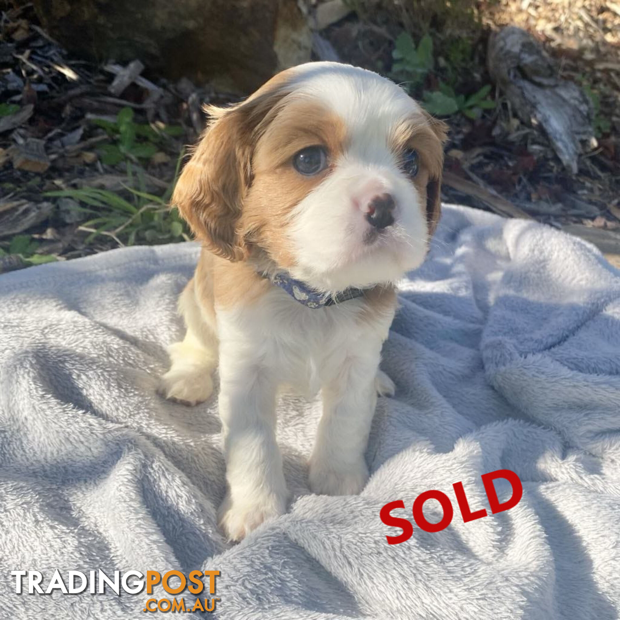 Beautiful Purebred Cavalier King Charles Spaniel Puppies. DNA Clear Location Mooroolbark Vic 3138