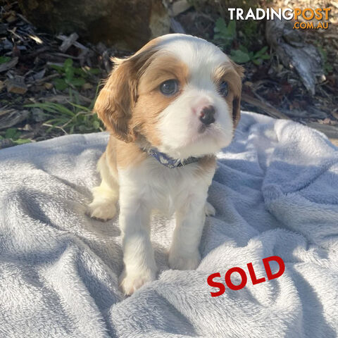 Beautiful Purebred Cavalier King Charles Spaniel Puppies. DNA Clear Location Mooroolbark Vic 3138