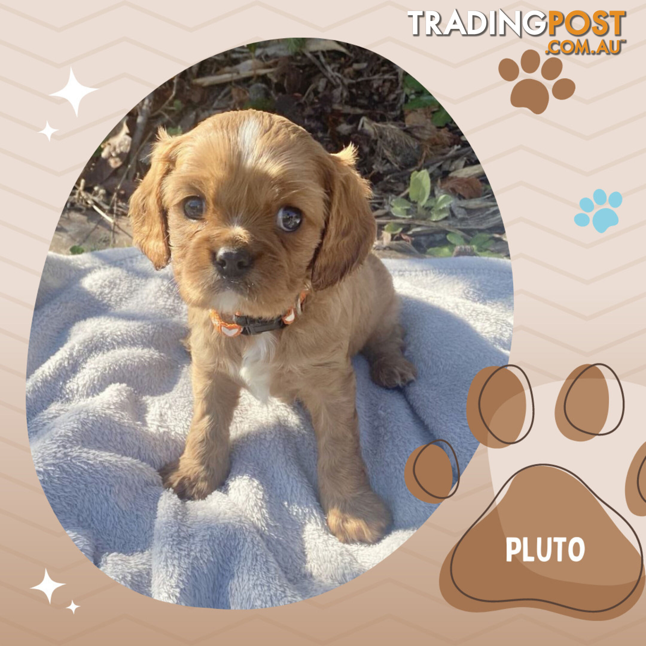 Beautiful Purebred Cavalier King Charles Spaniel Puppies. DNA Clear Location Mooroolbark Vic 3138