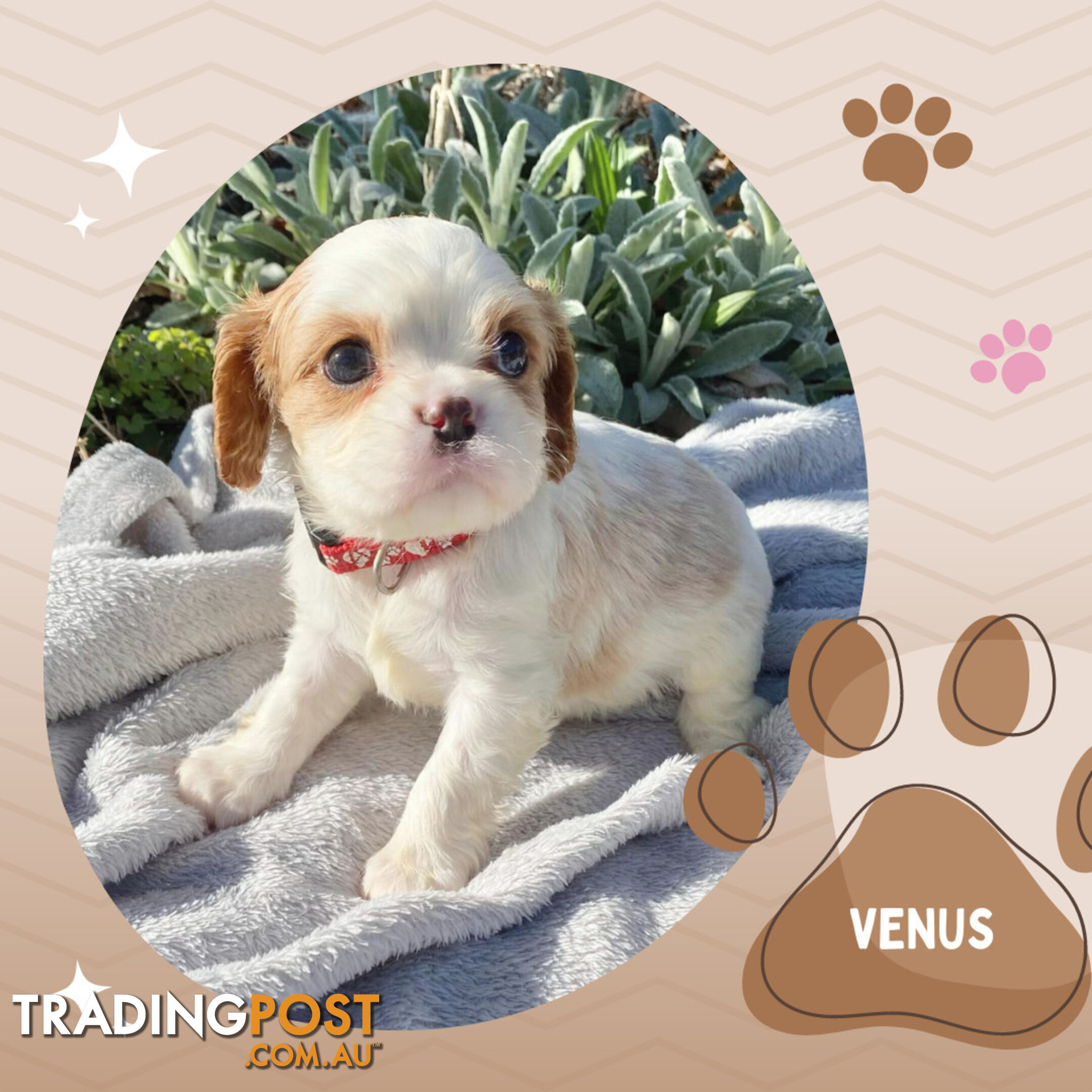 Beautiful Purebred Cavalier King Charles Spaniel Puppies. DNA Clear Location Mooroolbark Vic 3138