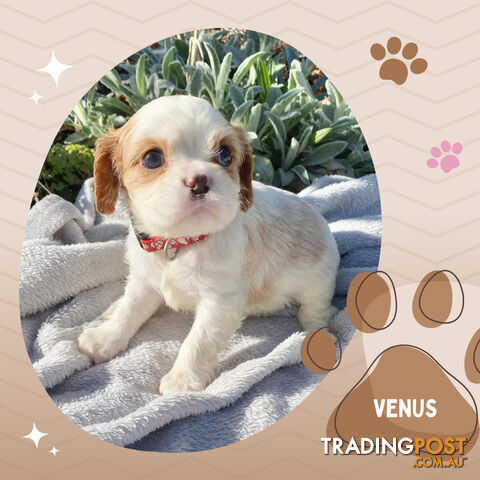 Beautiful Purebred Cavalier King Charles Spaniel Puppies. DNA Clear Location Mooroolbark Vic 3138