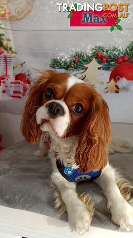 Beautiful Purebred Cavalier King Charles Spaniel Puppies. DNA Clear Location Mooroolbark Vic 3138