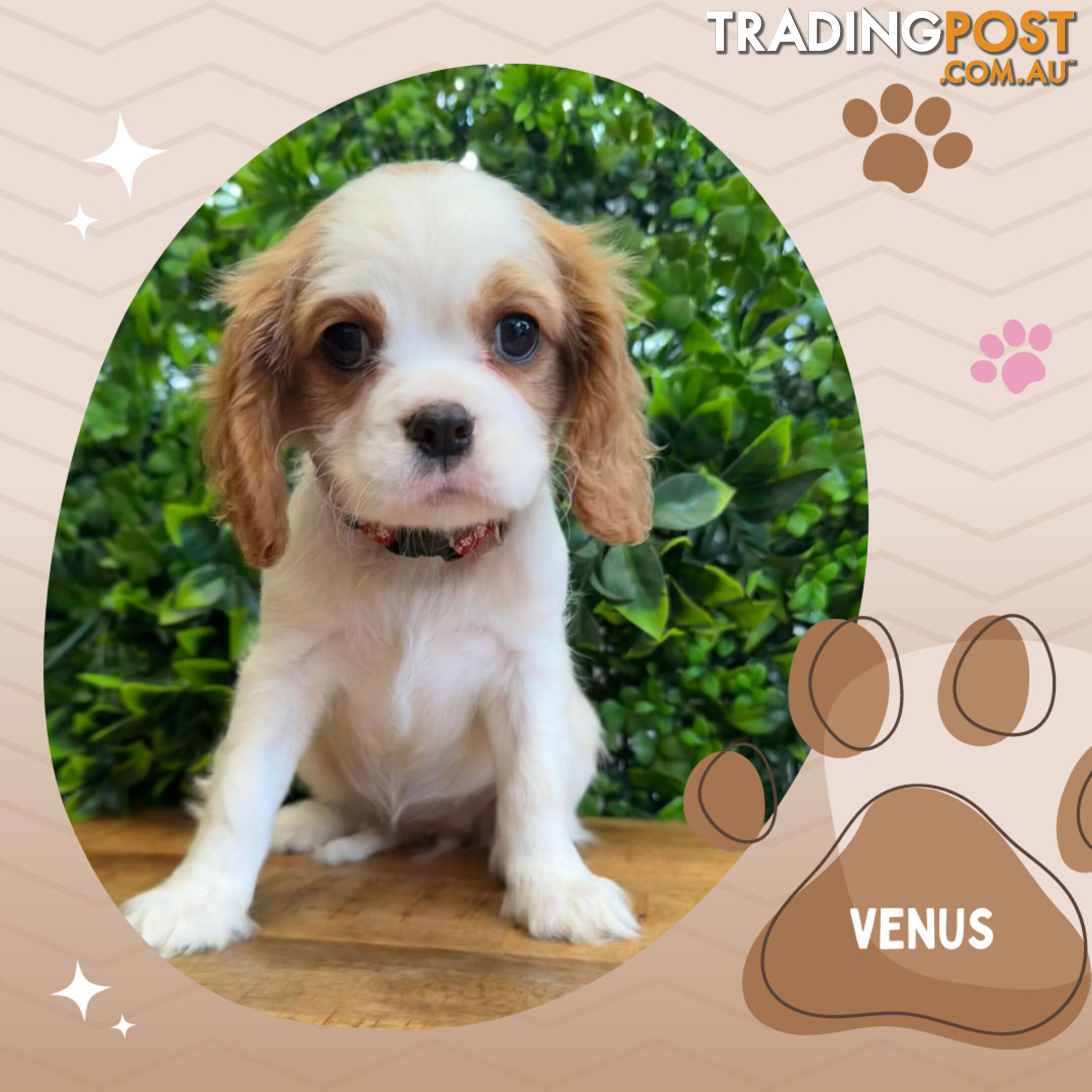 Beautiful Purebred Cavalier King Charles Spaniel Puppies. DNA Clear Location Mooroolbark Vic 3138