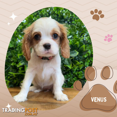 Beautiful Purebred Cavalier King Charles Spaniel Puppies. DNA Clear Location Mooroolbark Vic 3138