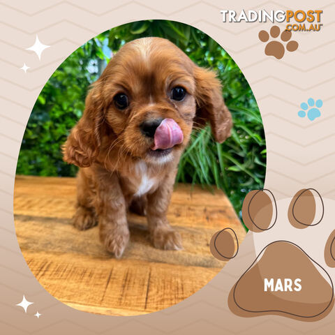 Beautiful Purebred Cavalier King Charles Spaniel Puppies. DNA Clear Location Mooroolbark Vic 3138