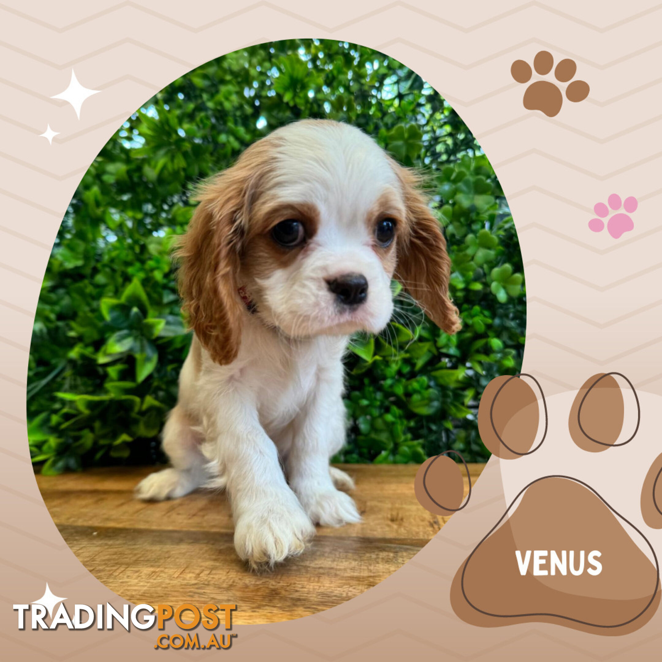 Beautiful Purebred Cavalier King Charles Spaniel Puppies. DNA Clear Location Mooroolbark Vic 3138