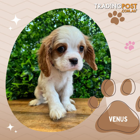 Beautiful Purebred Cavalier King Charles Spaniel Puppies. DNA Clear Location Mooroolbark Vic 3138