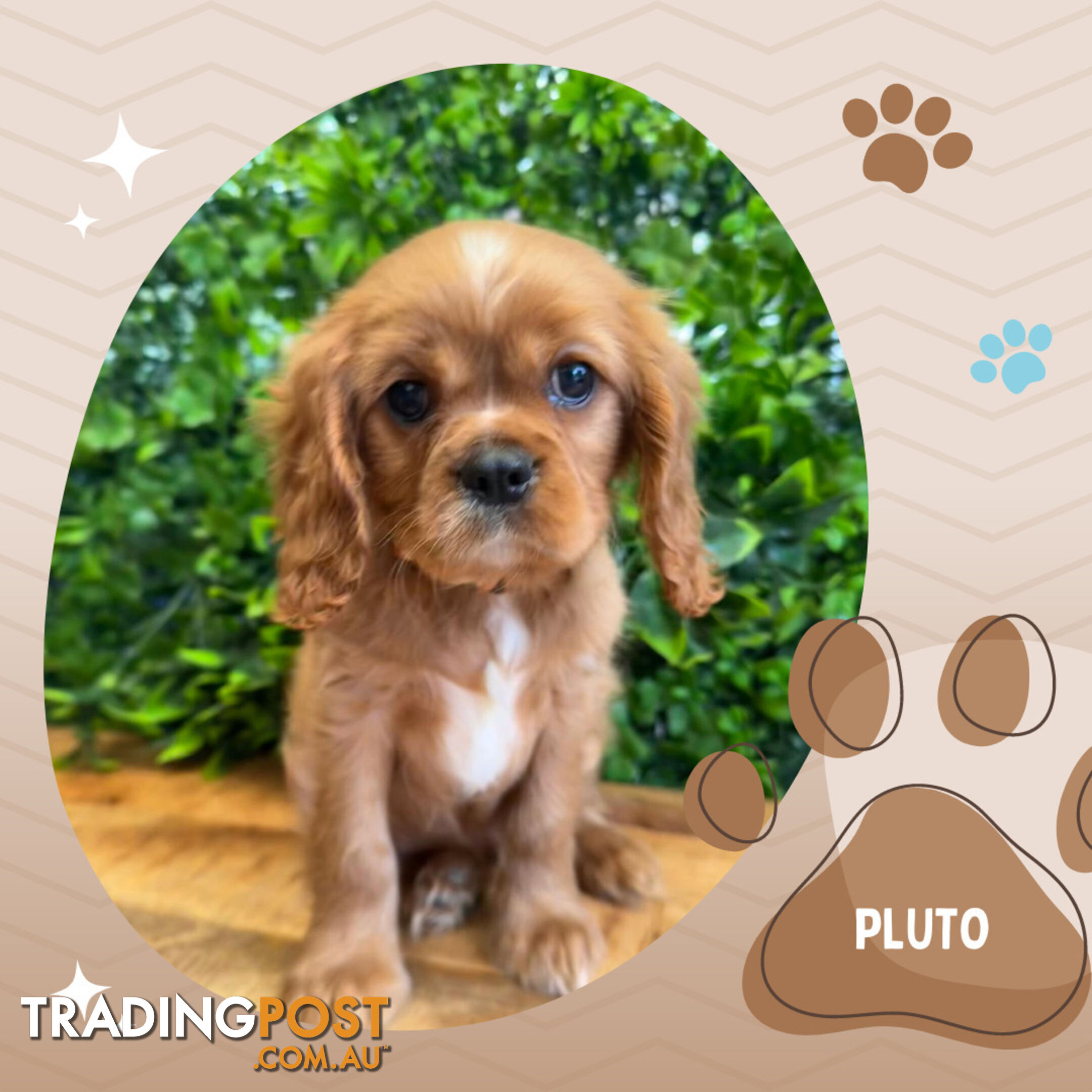 Beautiful Purebred Cavalier King Charles Spaniel Puppies. DNA Clear Location Mooroolbark Vic 3138