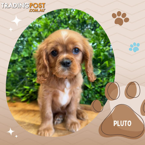 Beautiful Purebred Cavalier King Charles Spaniel Puppies. DNA Clear Location Mooroolbark Vic 3138