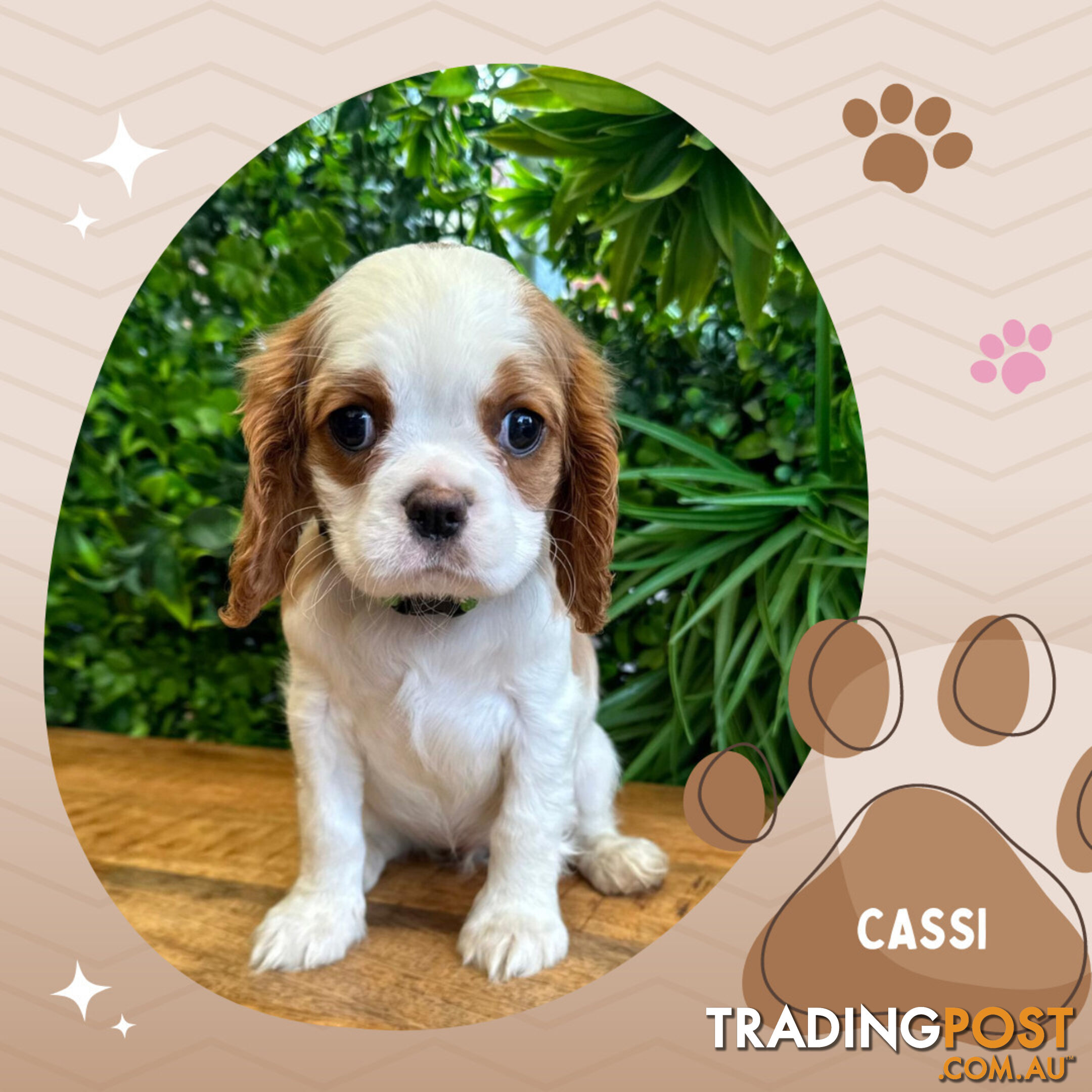 Beautiful Purebred Cavalier King Charles Spaniel Puppies. DNA Clear Location Mooroolbark Vic 3138