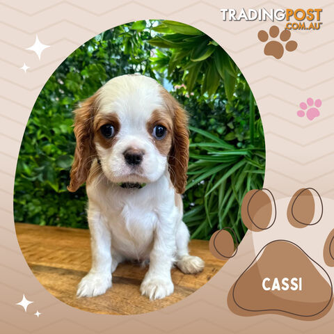 Beautiful Purebred Cavalier King Charles Spaniel Puppies. DNA Clear Location Mooroolbark Vic 3138