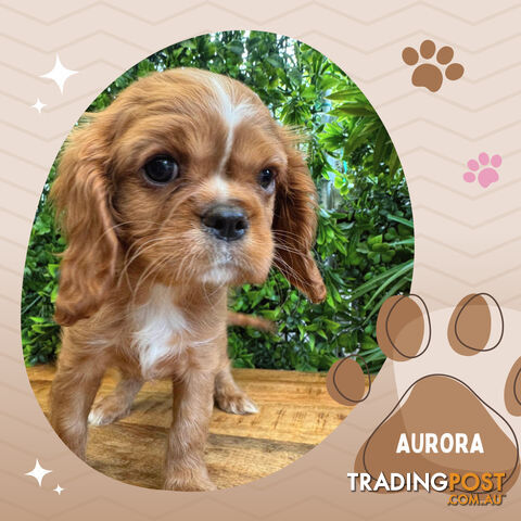 Beautiful Purebred Cavalier King Charles Spaniel Puppies. DNA Clear Location Mooroolbark Vic 3138