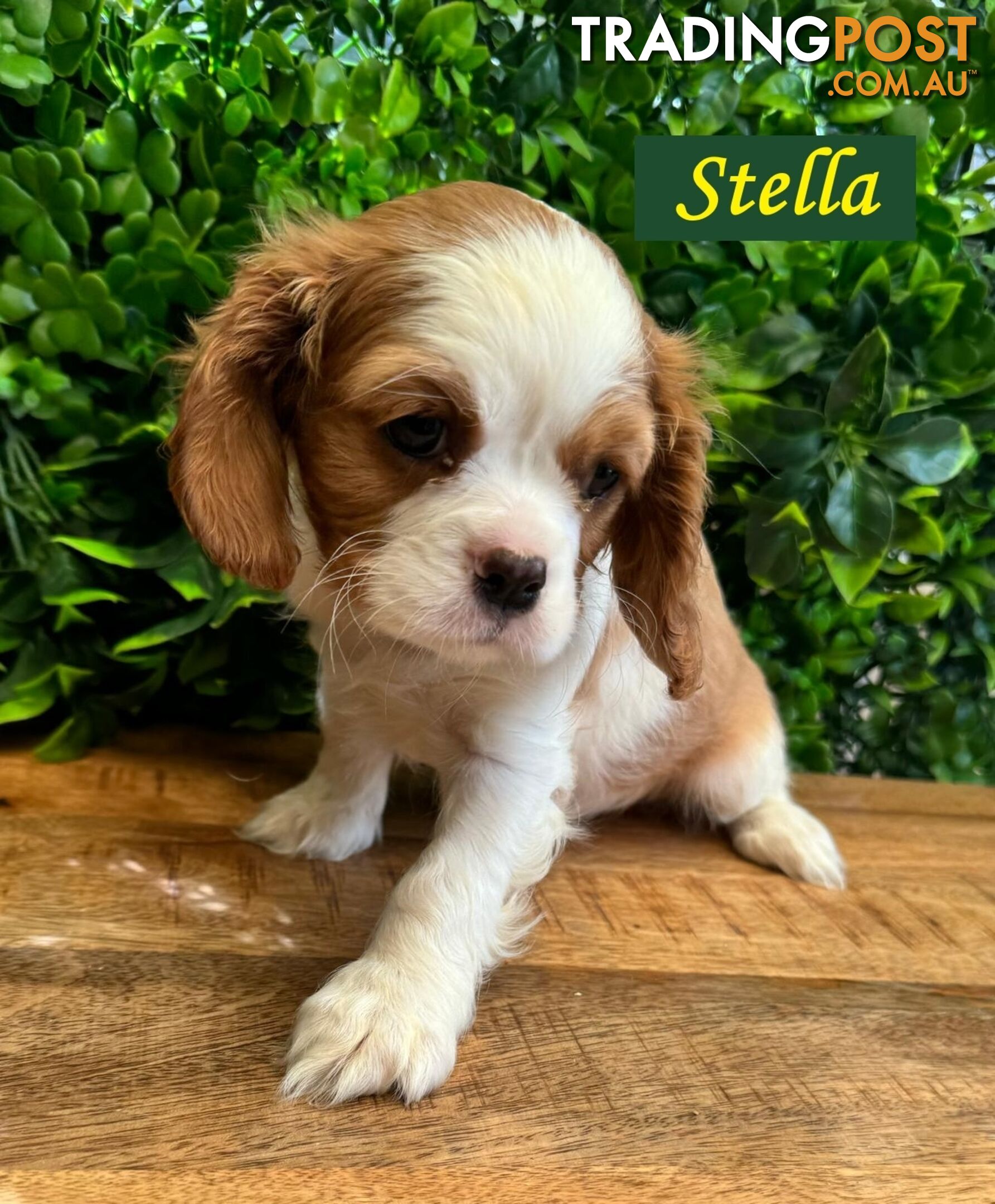 Beautiful Purebred Cavalier King Charles Spaniel Puppies. DNA Clear Location Mooroolbark Vic 3138