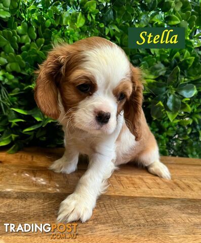 Beautiful Purebred Cavalier King Charles Spaniel Puppies. DNA Clear Location Mooroolbark Vic 3138