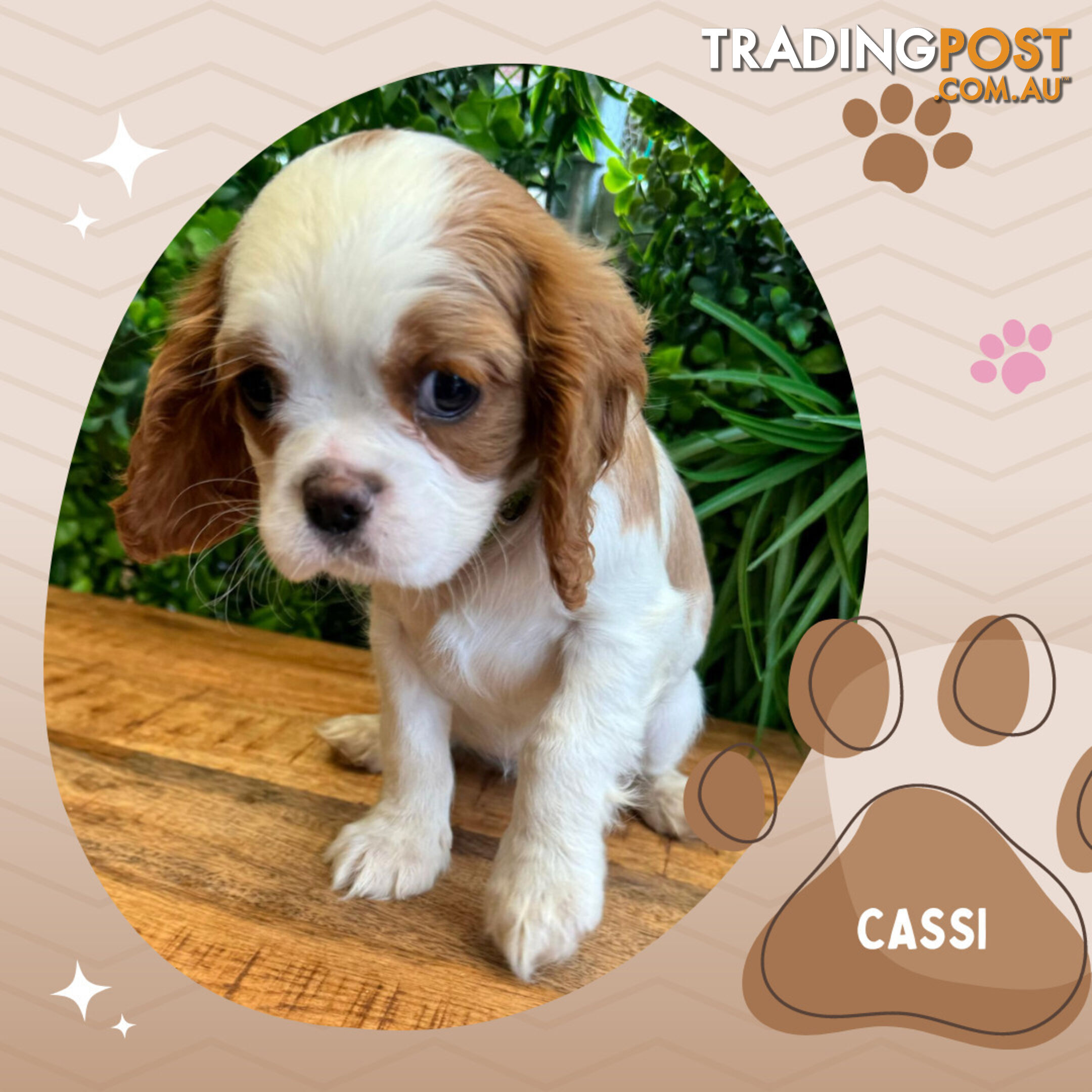 Beautiful Purebred Cavalier King Charles Spaniel Puppies. DNA Clear Location Mooroolbark Vic 3138