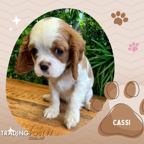 Beautiful Purebred Cavalier King Charles Spaniel Puppies. DNA Clear Location Mooroolbark Vic 3138