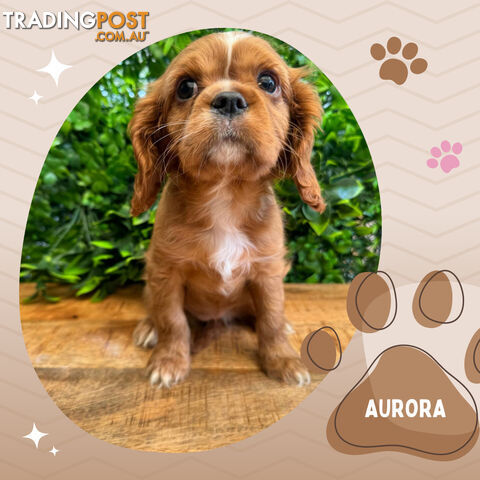 Beautiful Purebred Cavalier King Charles Spaniel Puppies. DNA Clear Location Mooroolbark Vic 3138