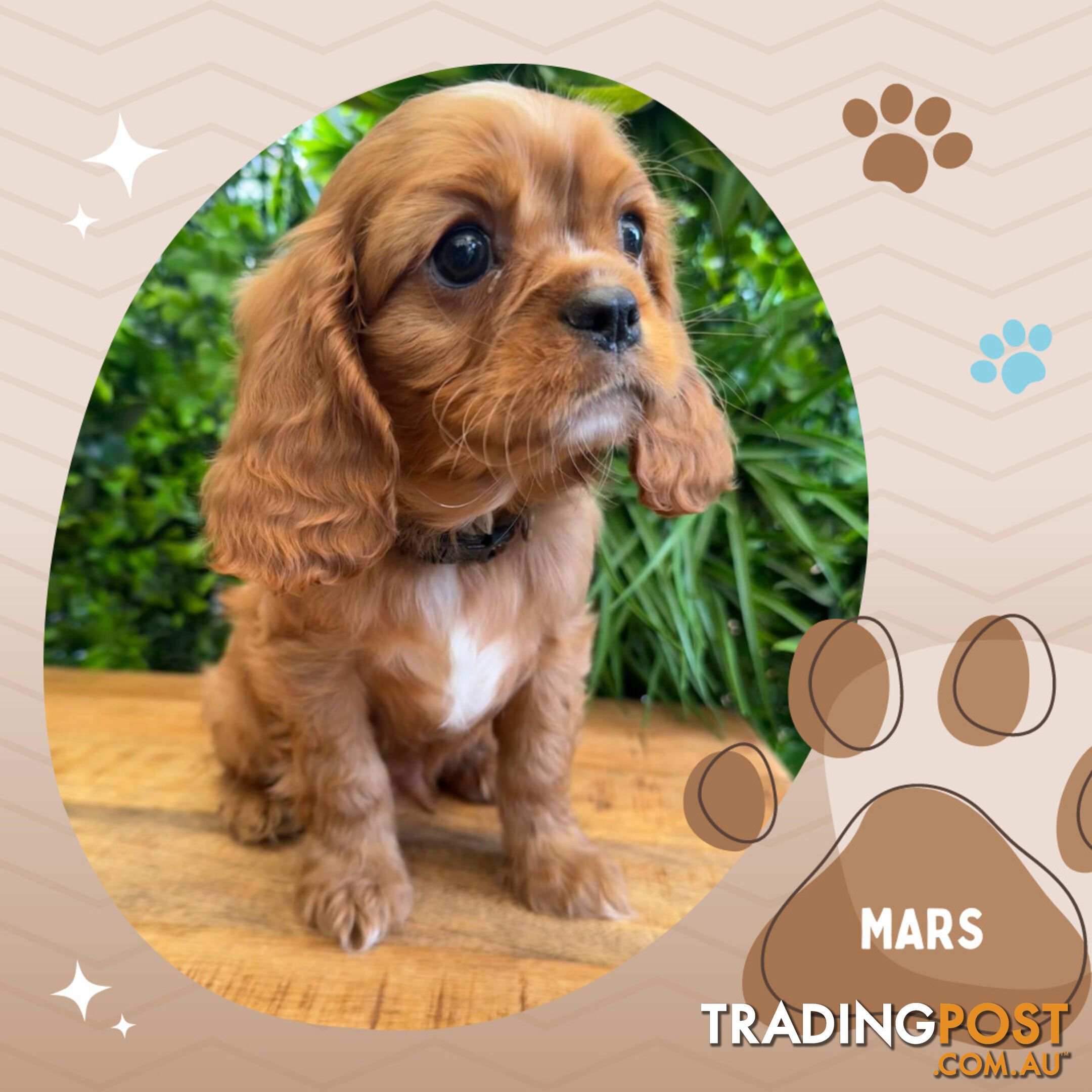 Beautiful Purebred Cavalier King Charles Spaniel Puppies. DNA Clear Location Mooroolbark Vic 3138