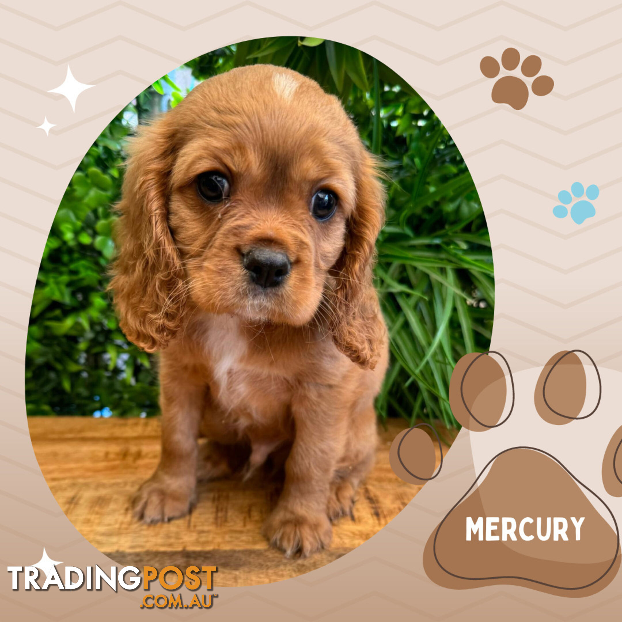 Beautiful Purebred Cavalier King Charles Spaniel Puppies. DNA Clear Location Mooroolbark Vic 3138