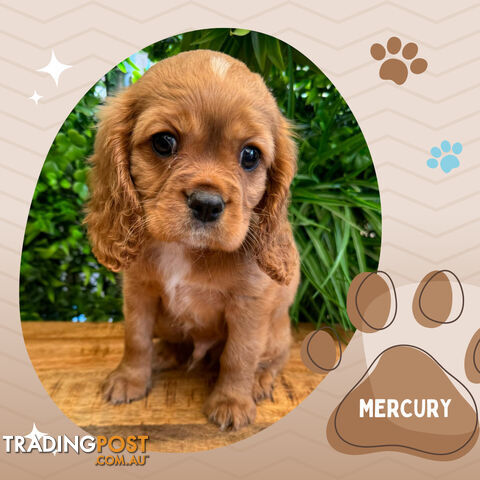 Beautiful Purebred Cavalier King Charles Spaniel Puppies. DNA Clear Location Mooroolbark Vic 3138