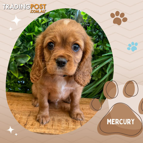 Beautiful Purebred Cavalier King Charles Spaniel Puppies. DNA Clear Location Mooroolbark Vic 3138