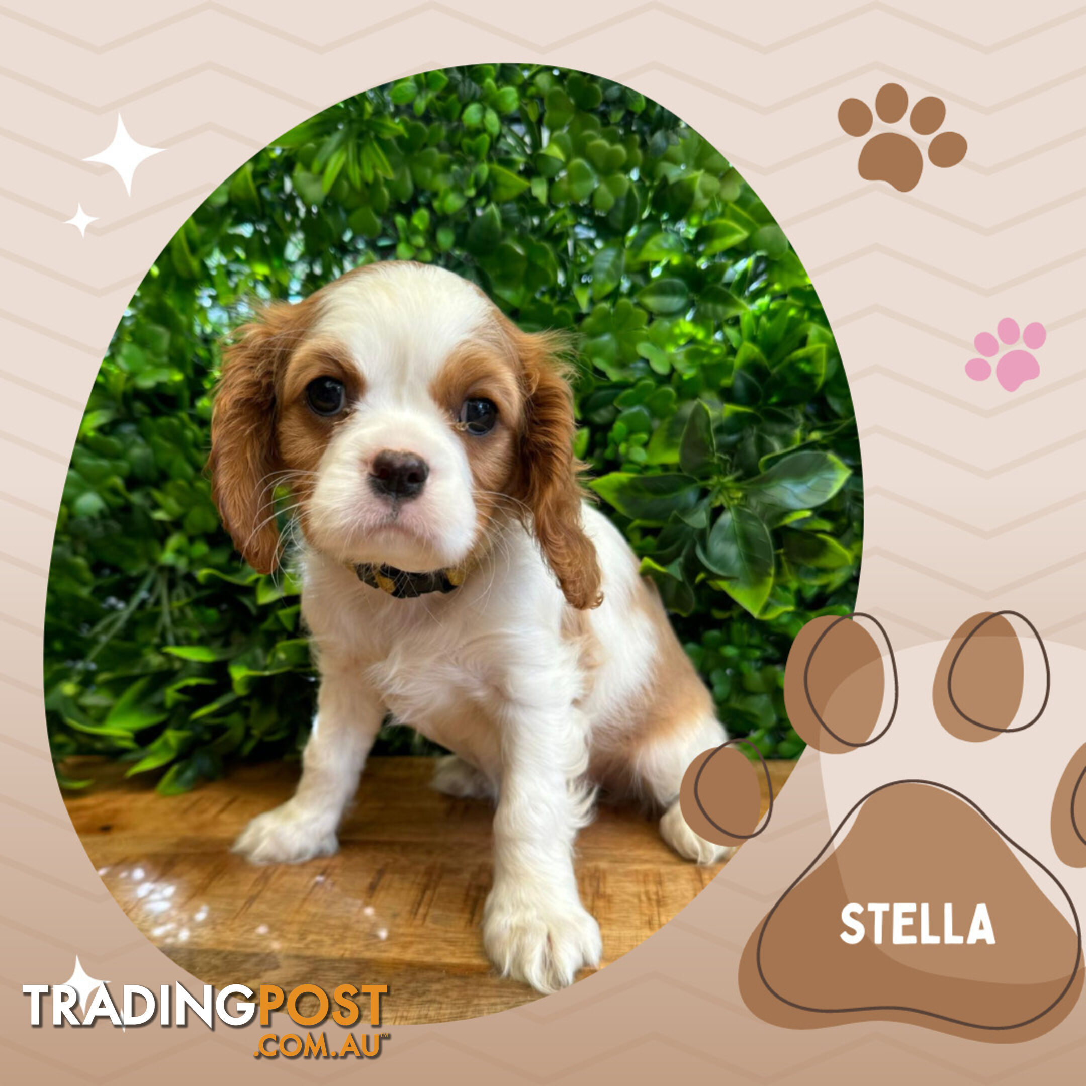 Beautiful Purebred Cavalier King Charles Spaniel Puppies. DNA Clear Location Mooroolbark Vic 3138