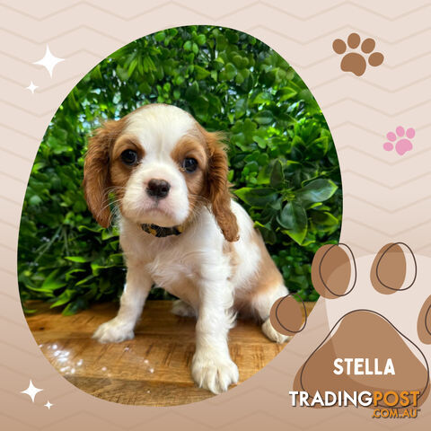 Beautiful Purebred Cavalier King Charles Spaniel Puppies. DNA Clear Location Mooroolbark Vic 3138