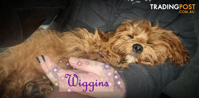 1st Gen Girl Toy Cavoodle Pup Fully Vac, & Toilet Trained DNA Tested, Narre Warren Sth Vic. 3805
