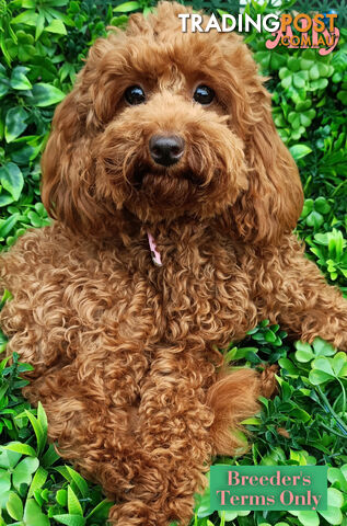 Purebred Ruby Toy Poodle  available on Breeders Terms in the south Eastern Suburbs of Melbourne.