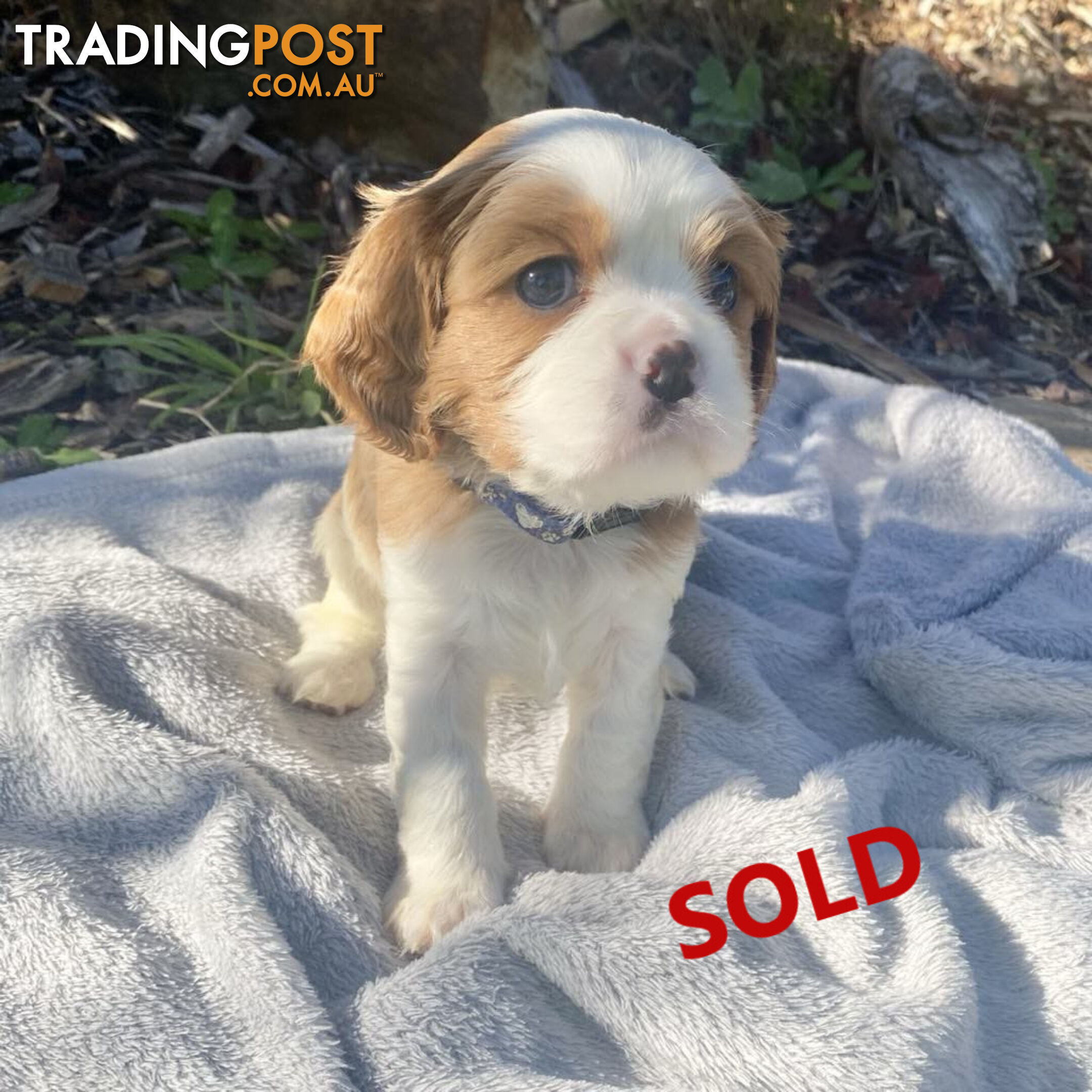 2 Female Purebred Cavalier King Charles Spaniels with DNA Clear Left!  Mooroolbark VIC