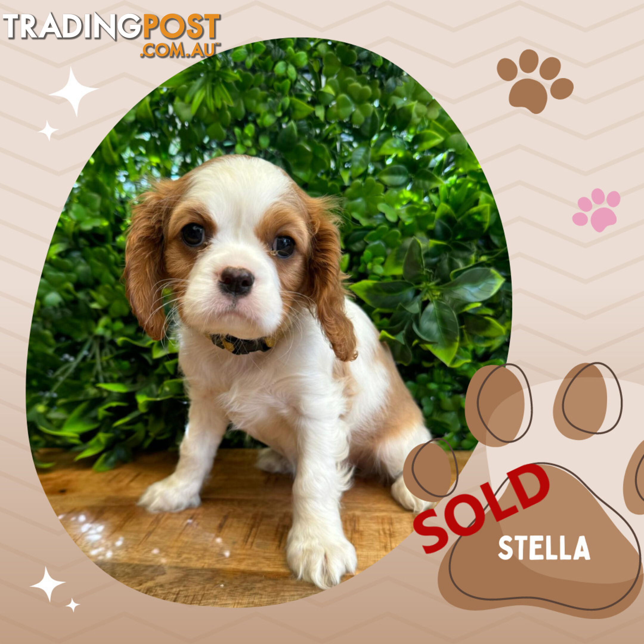 2 Female Purebred Cavalier King Charles Spaniels with DNA Clear Left!  Mooroolbark VIC