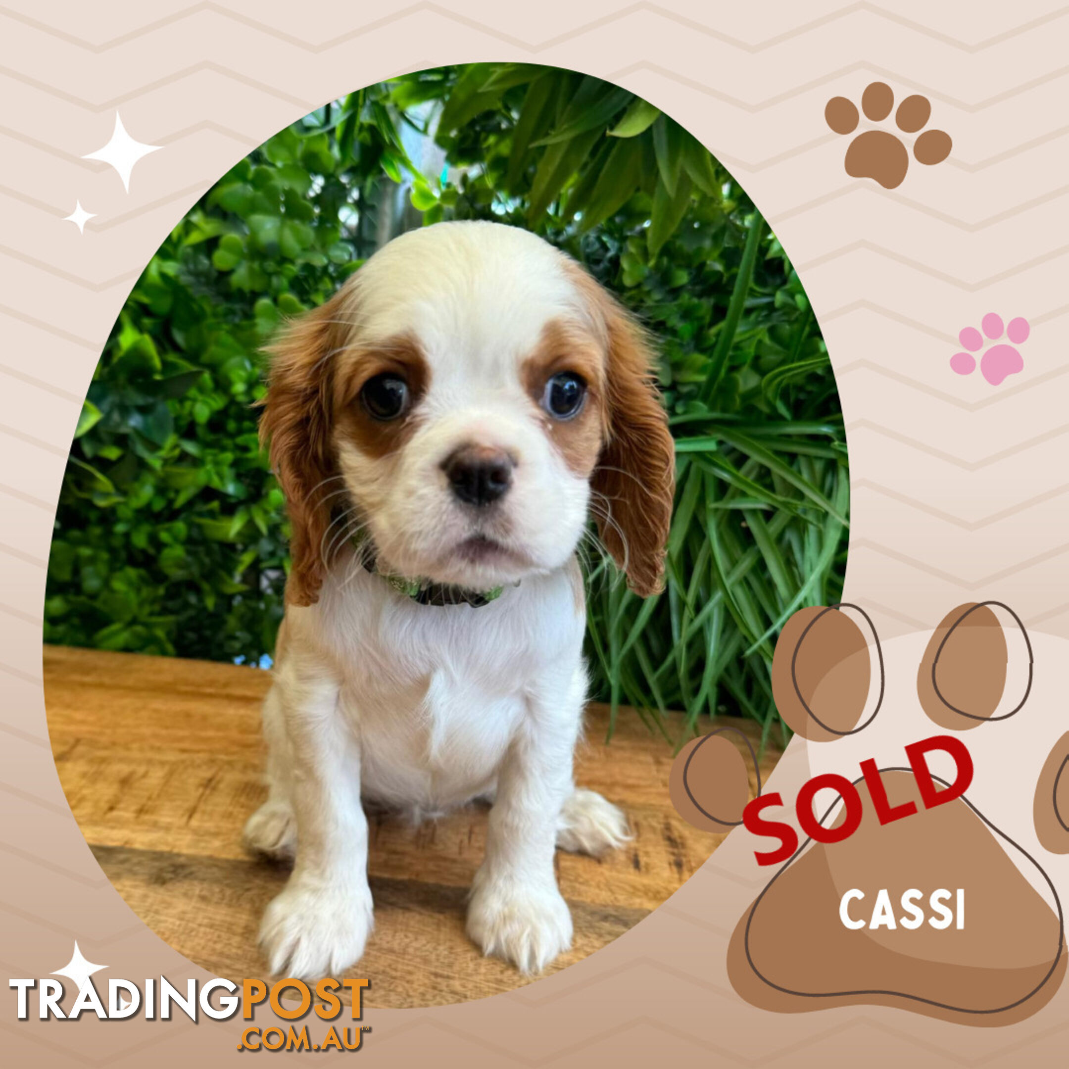 2 Female Purebred Cavalier King Charles Spaniels with DNA Clear Left!  Mooroolbark VIC