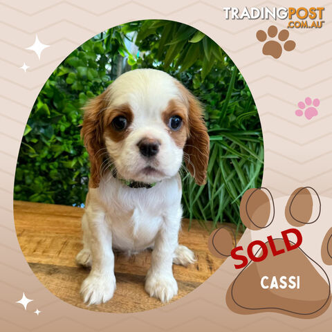 2 Female Purebred Cavalier King Charles Spaniels with DNA Clear Left!  Mooroolbark VIC