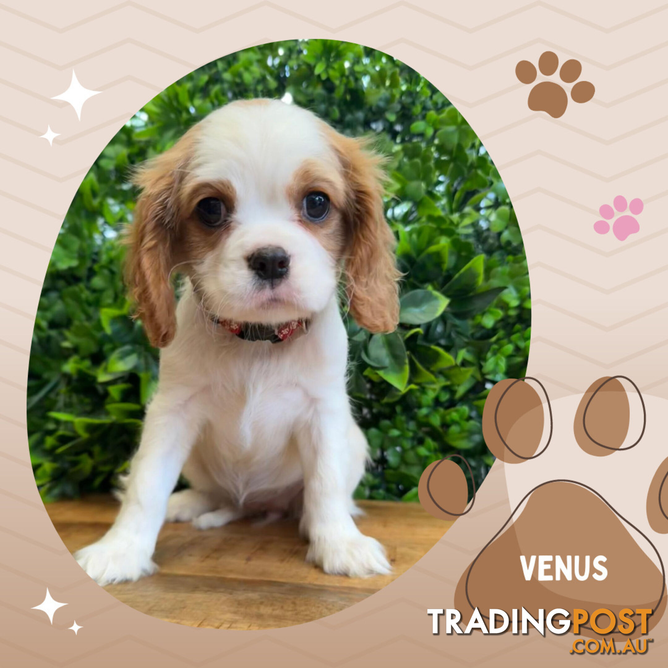 2 Female Purebred Cavalier King Charles Spaniels with DNA Clear Left!  Mooroolbark VIC