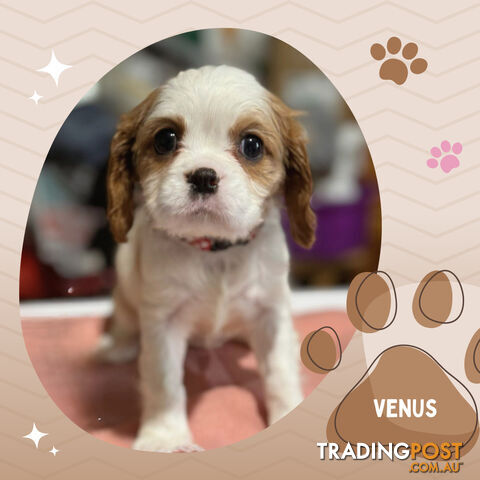 2 Female Purebred Cavalier King Charles Spaniels with DNA Clear Left!  Mooroolbark VIC