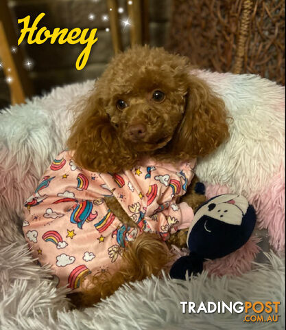 Purebred Toy Poodle Girl, Clear DNA. Frankston Vic 3199