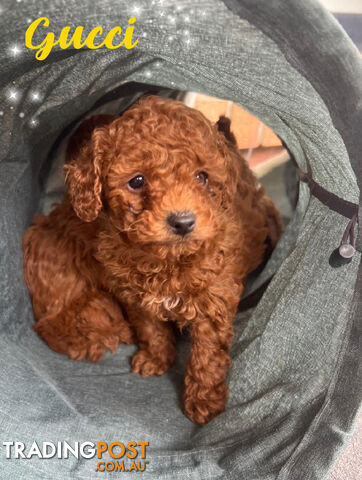 Purebred Male Toy Poodles DNA Tested. Rowville Vic 3178