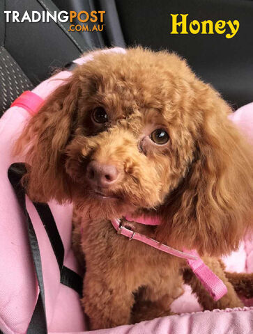 Purebred Toy Poodle Girl, Clear DNA. Frankston Vic 3199