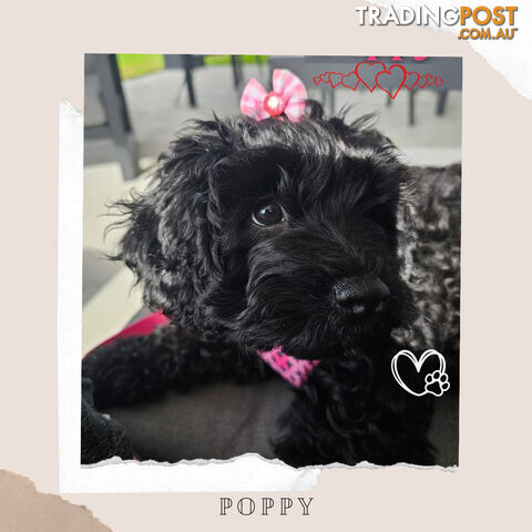 Female F1bToy Cavoodle with a Clear DNA. located in Newborough Vic.3825