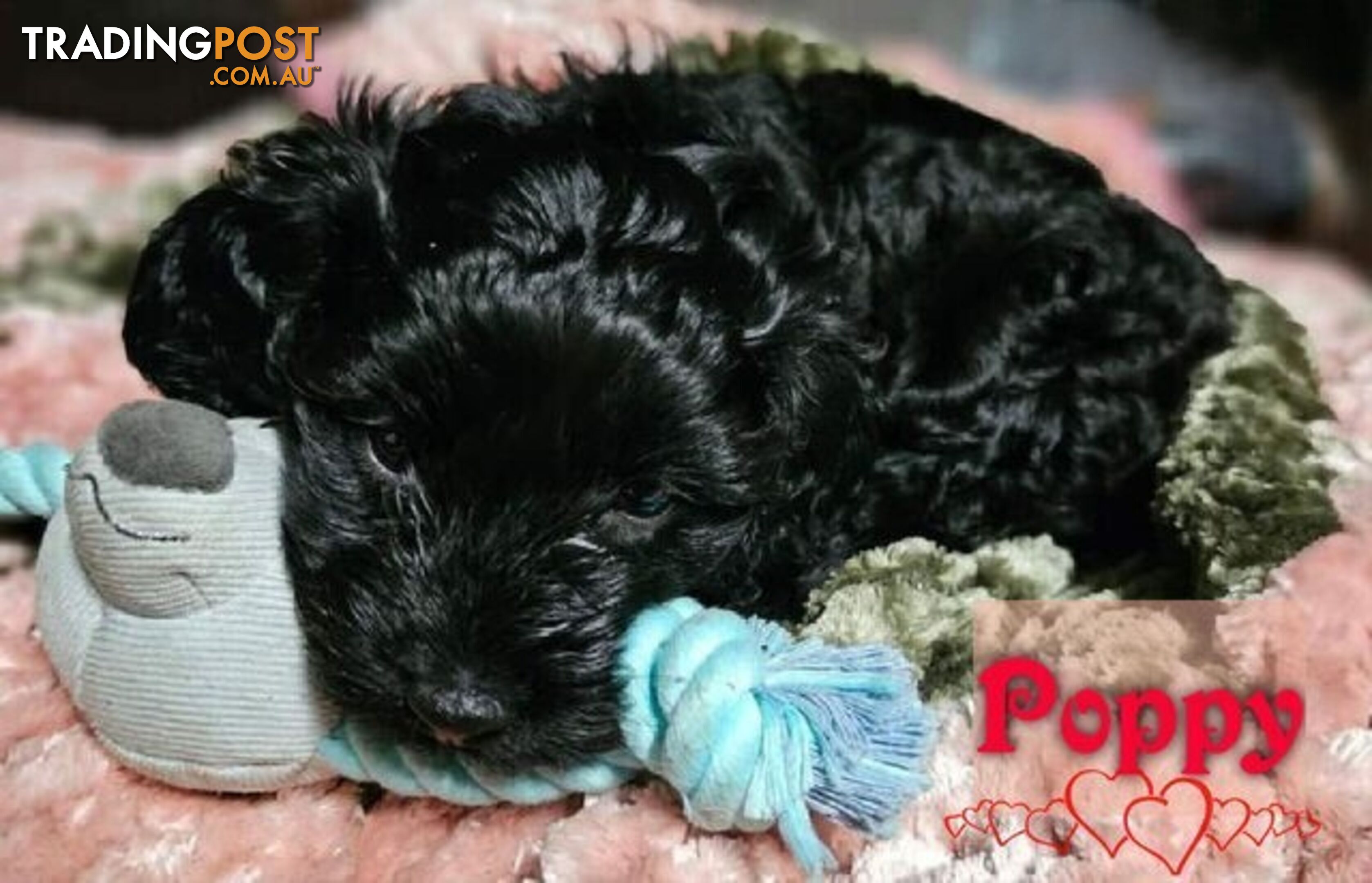 Fully Toilet Trained Female F1bToy Cavoodle with a Clear DNA. located in Newborough Vic.3825