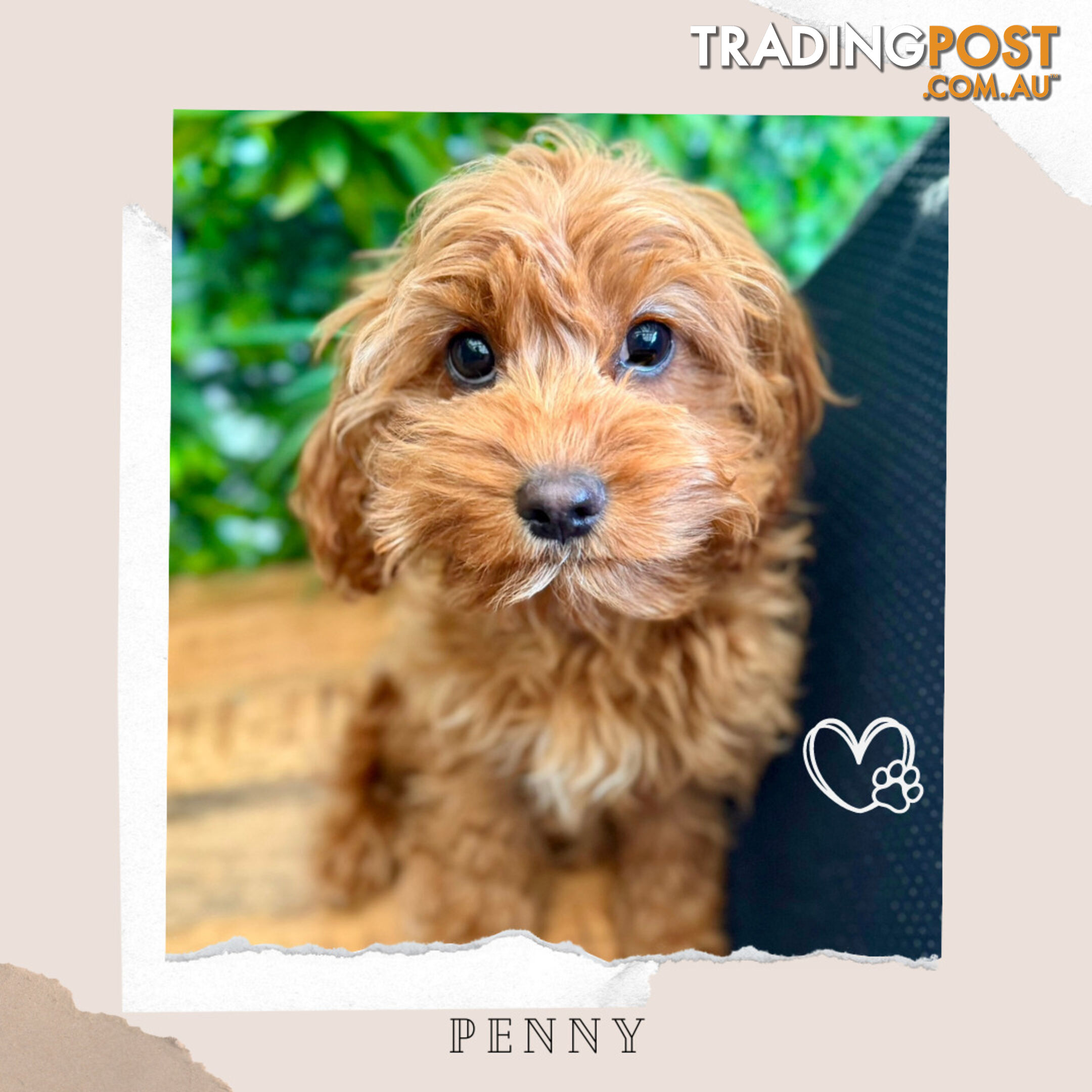 1st Gen Toy Cavoodle Pups DNA Clear, Toilet Trained, Health Guarantee, Available Now. Dandenong Vic