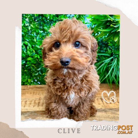 1st Gen Toy Cavoodle Pups DNA Clear, Toilet Trained, Health Guarantee, Available Now. Dandenong Vic