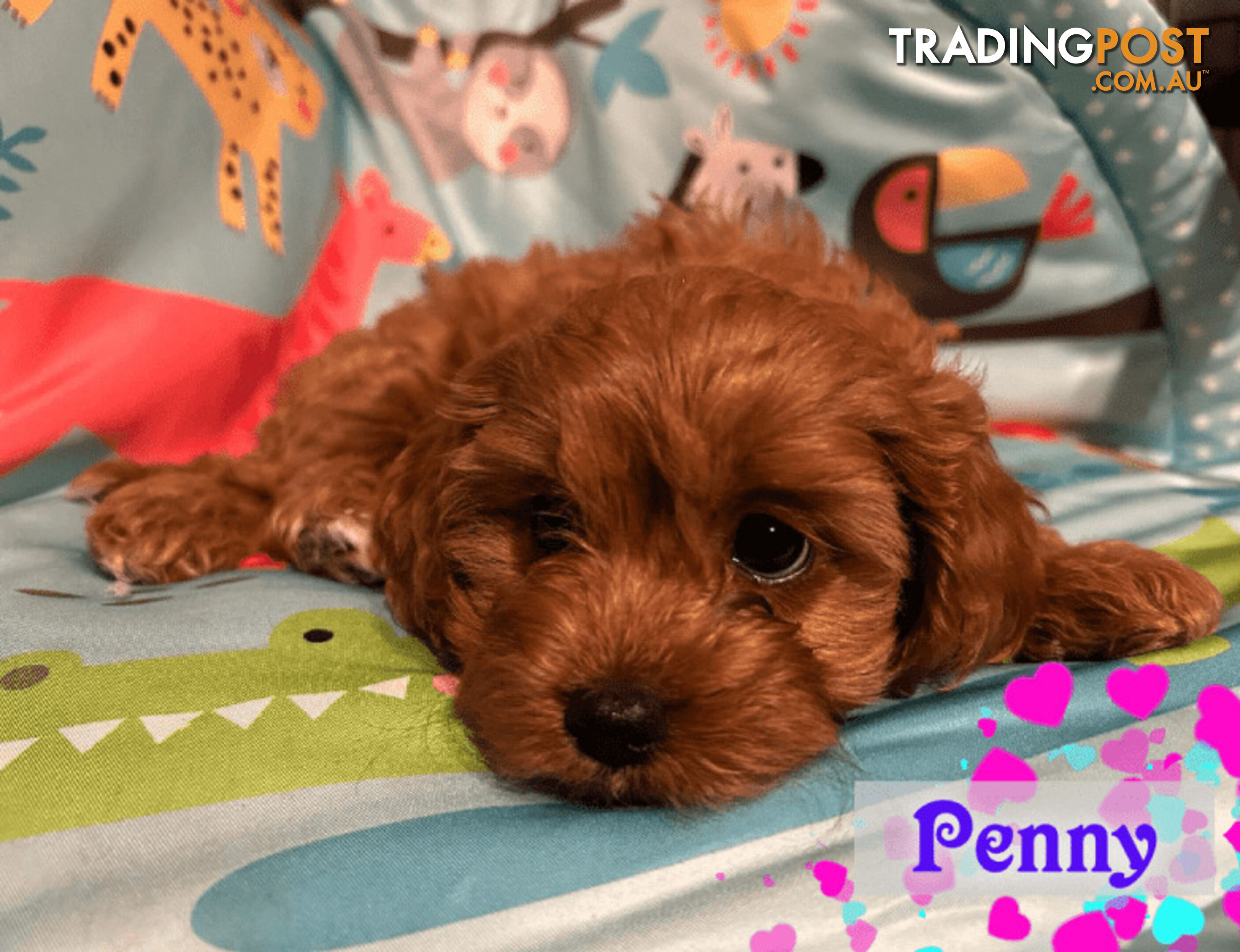 1st Gen Toy Cavoodle Pups DNA Clear, Toilet Trained, Health Guarantee, Available Now. Dandenong Vic