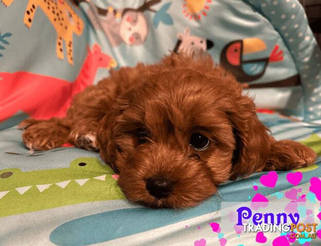 1st Gen Toy Cavoodle Pups DNA Clear, Toilet Trained, Health Guarantee, Available Now. Dandenong Vic