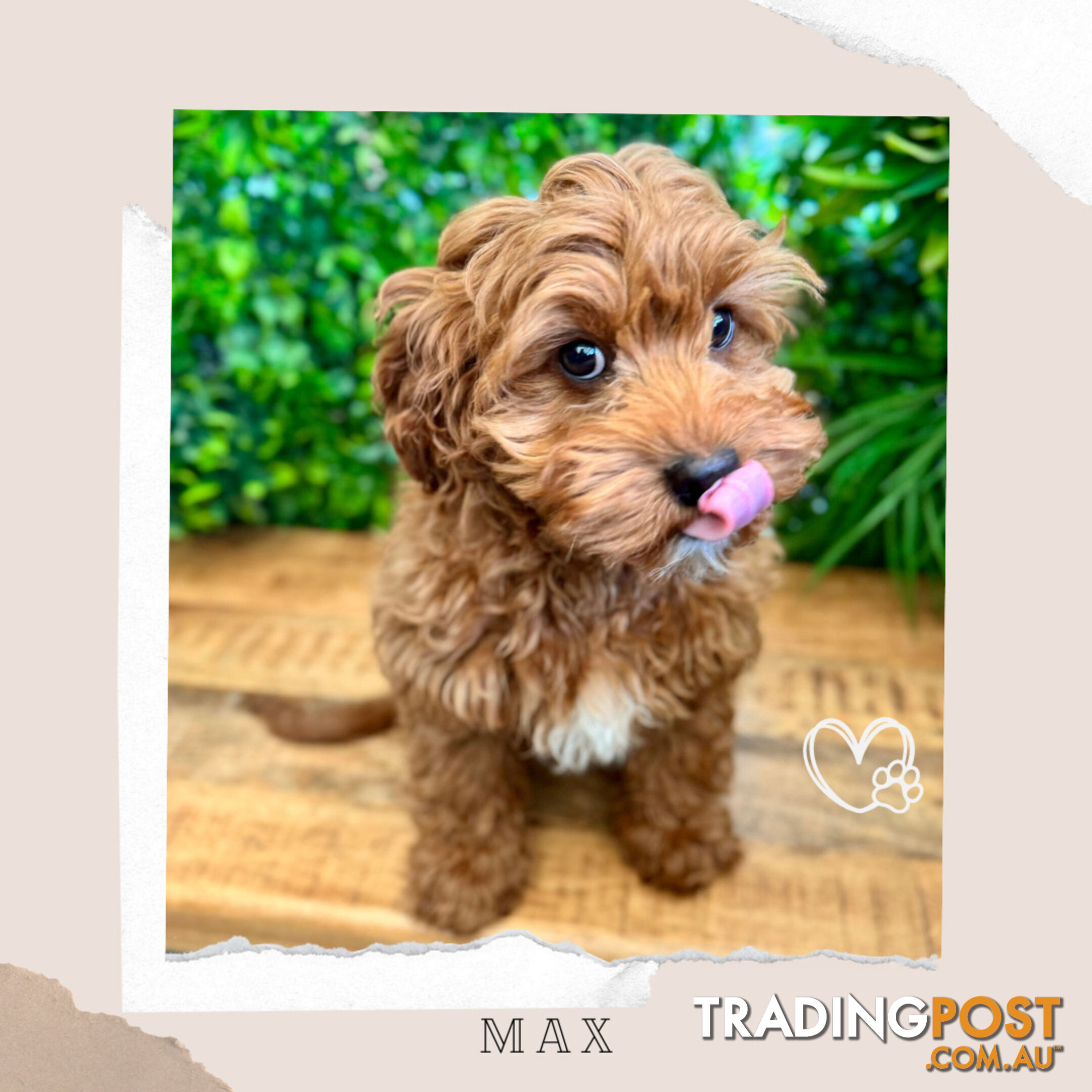 1st Gen Toy Cavoodle Pups DNA Clear, Toilet Trained, Health Guarantee, Available Now. Dandenong Vic