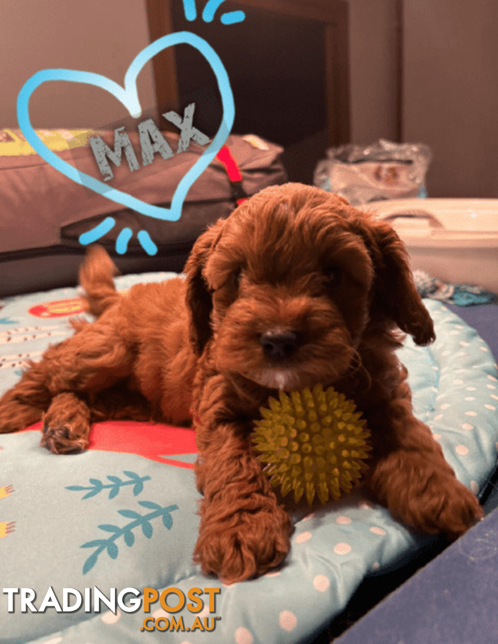 1st Gen Toy Cavoodle Pups DNA Clear, Toilet Trained, Health Guarantee, Available Now. Dandenong Vic