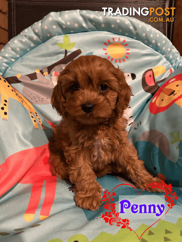 1st Gen Toy Cavoodle Pups DNA Clear, Toilet Trained, Health Guarantee, Available Now. Dandenong Vic