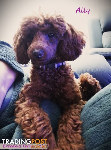 Female Toy Poodle pup on Breeders Terms available to a good home in S.E Suburbs of Melbourne